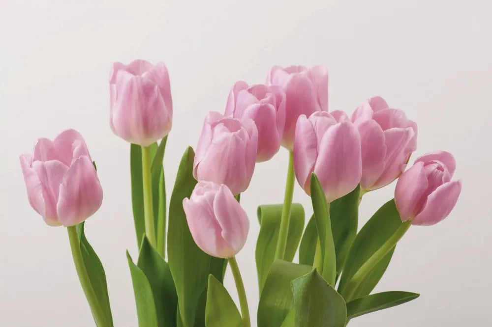 Tulips
