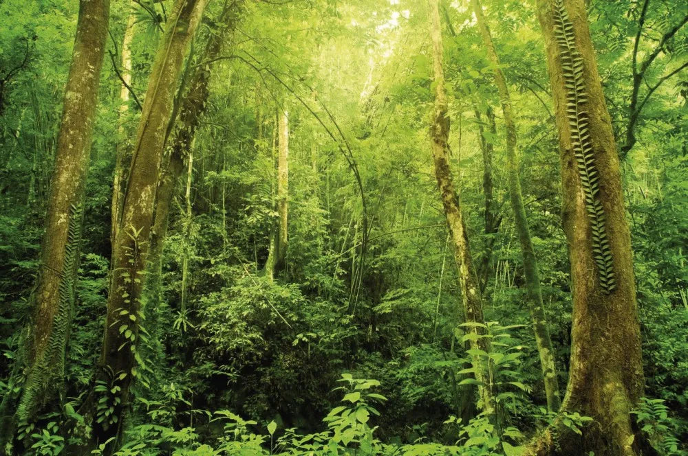 Jungle