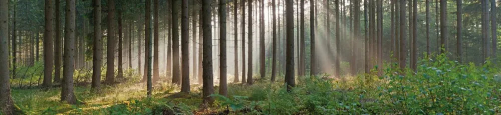 Morning in the forest
