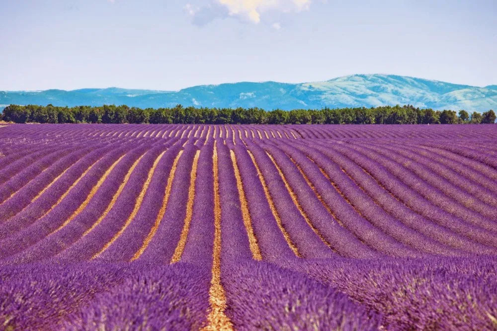 Lavender Fields