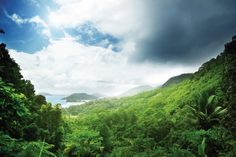 Jungle