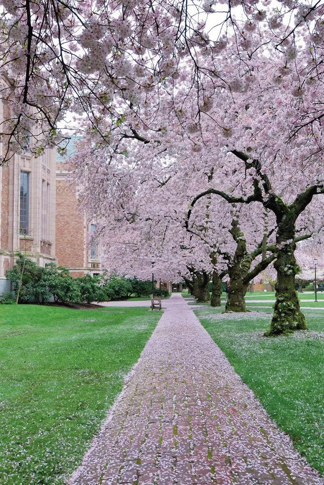 Blooming cherry