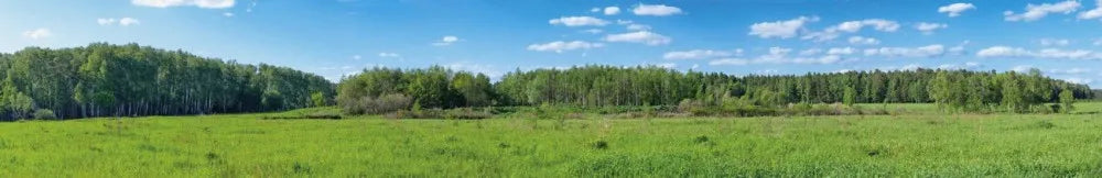 Forest valley