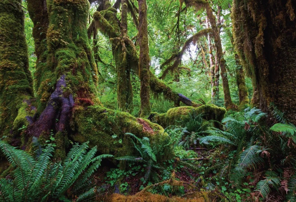 Jungle