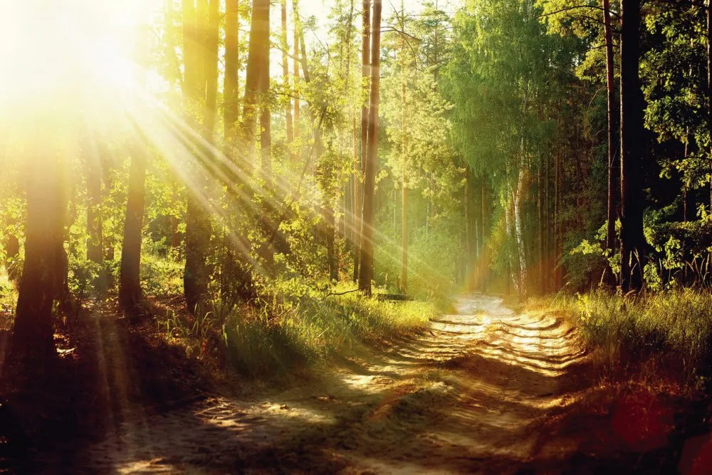 Forest road