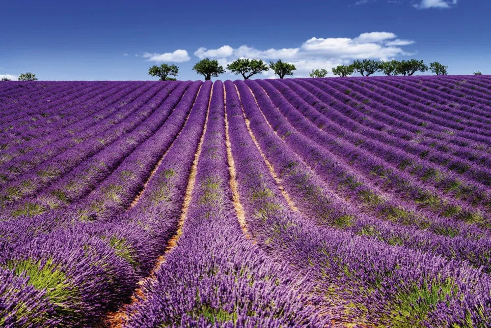 Lavender fields