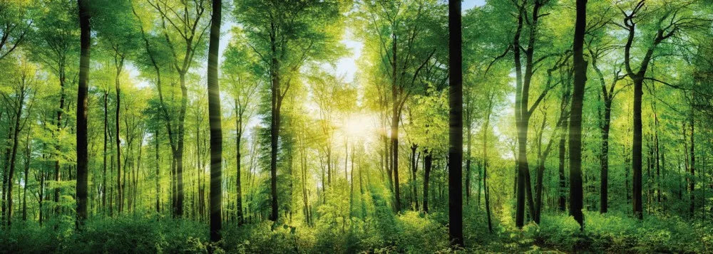 The sun in the forest
