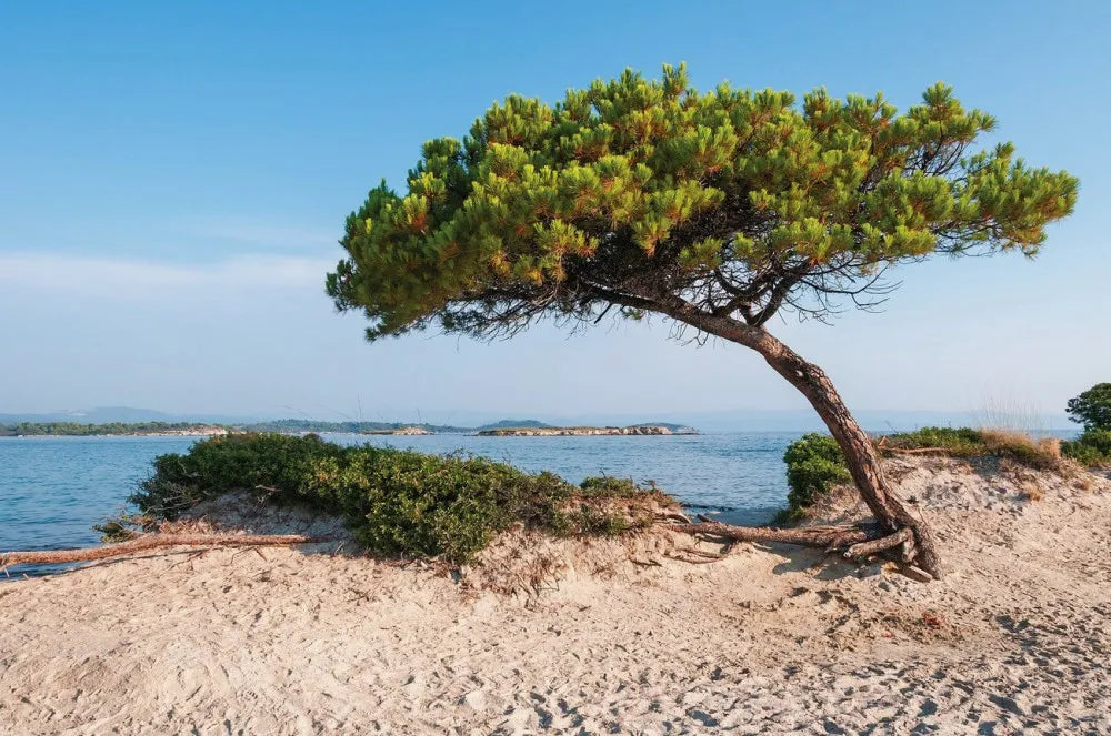 Tree on the shore