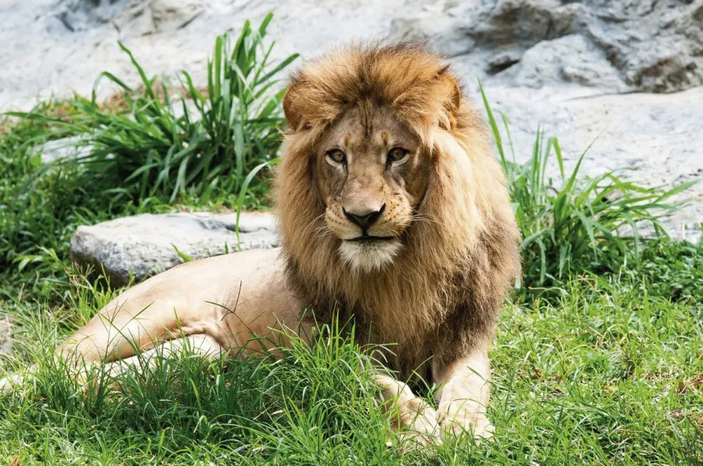 Leo