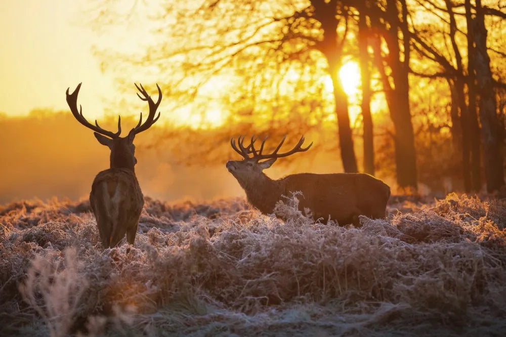 Two deer