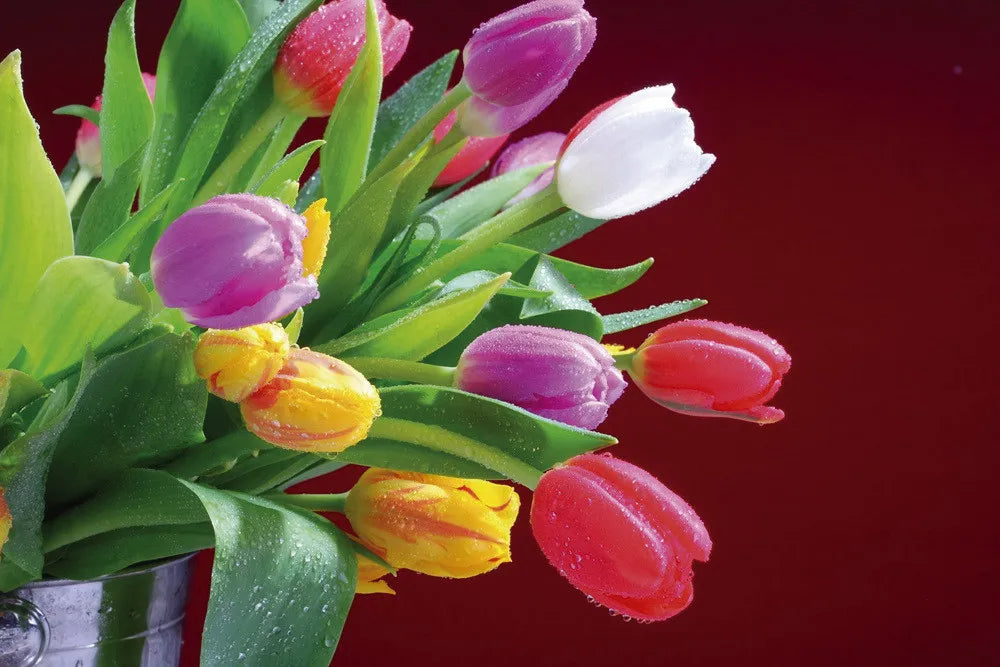Bunch of Tulips