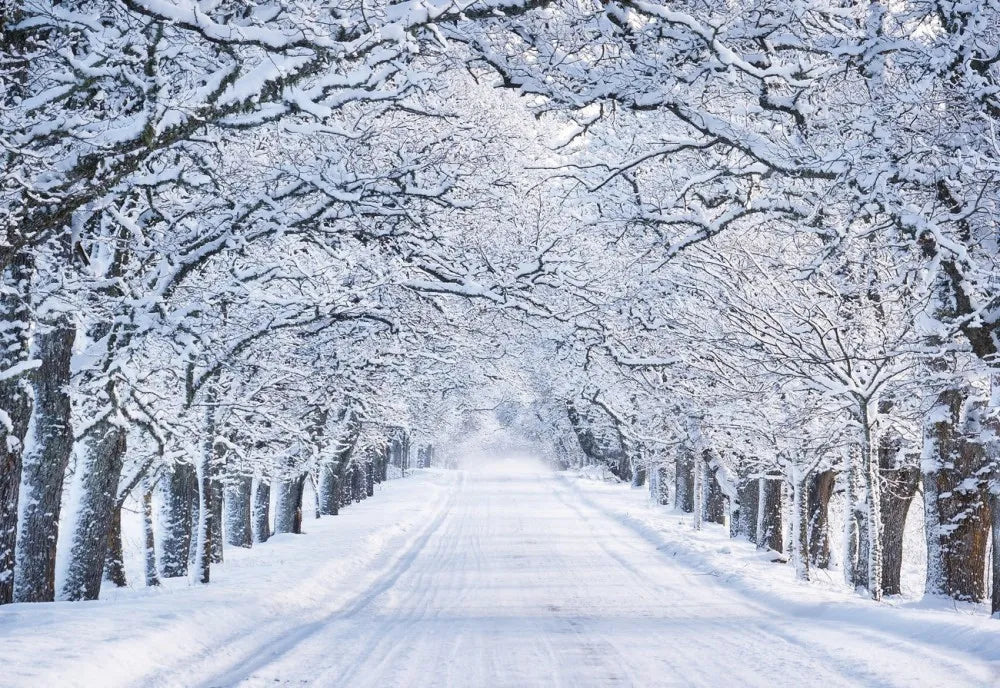 Road in winter forest