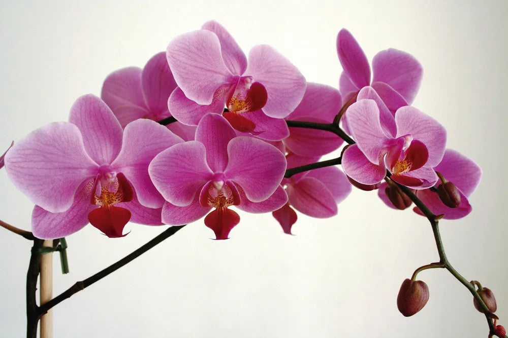 Orchid