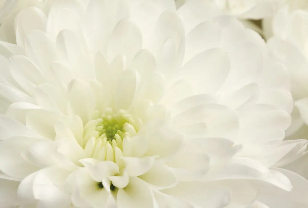 White chrysanthemum
