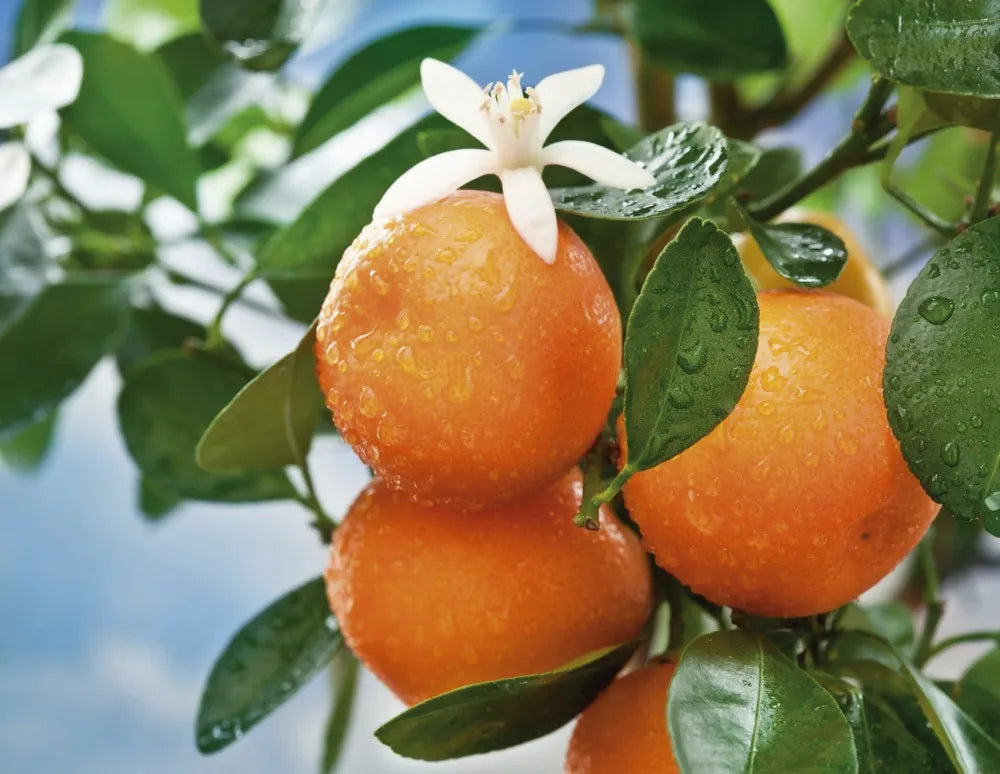 Oranges