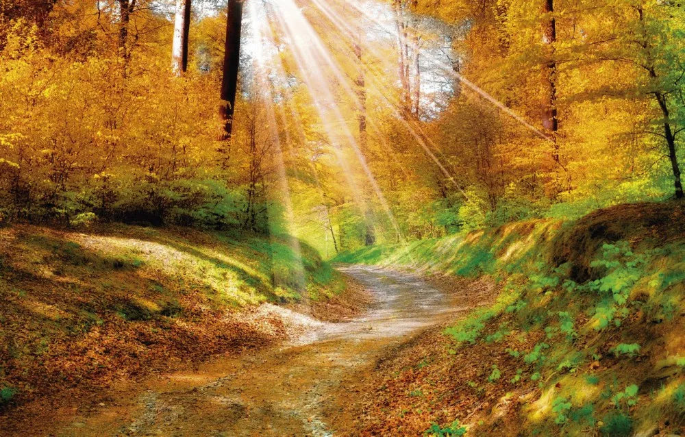 Road in autumn forest