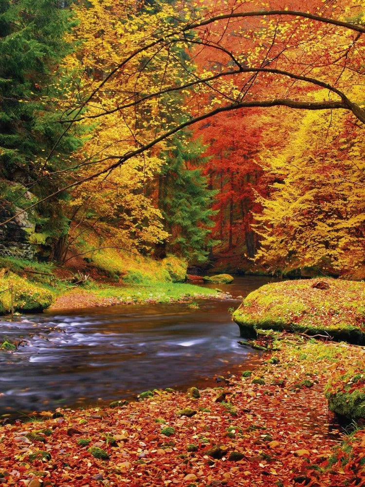 Autumn forest