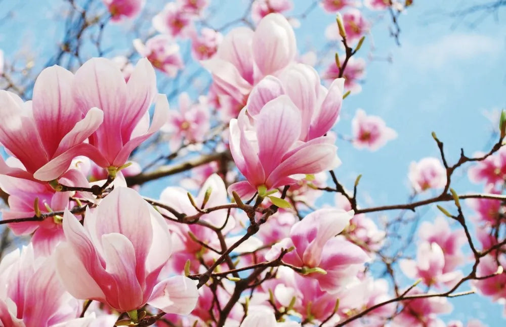 Magnolia