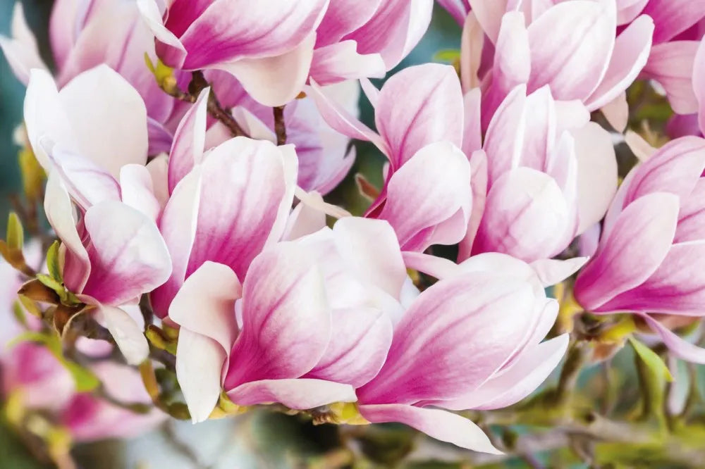 Magnolia