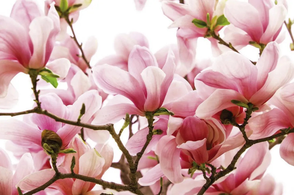 Magnolia