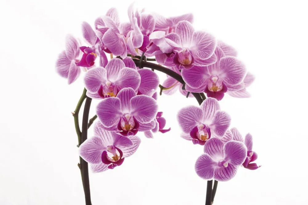Orchids