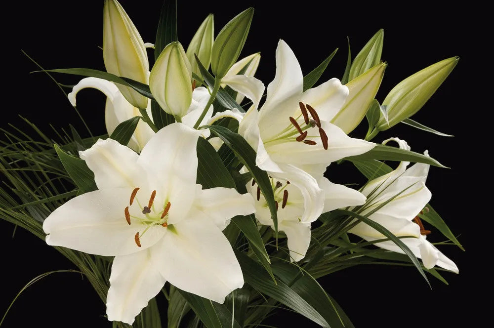 Madonna Lilies