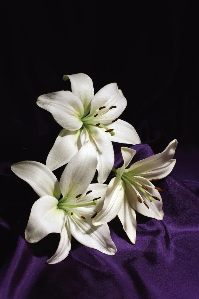 Madonna Lilies