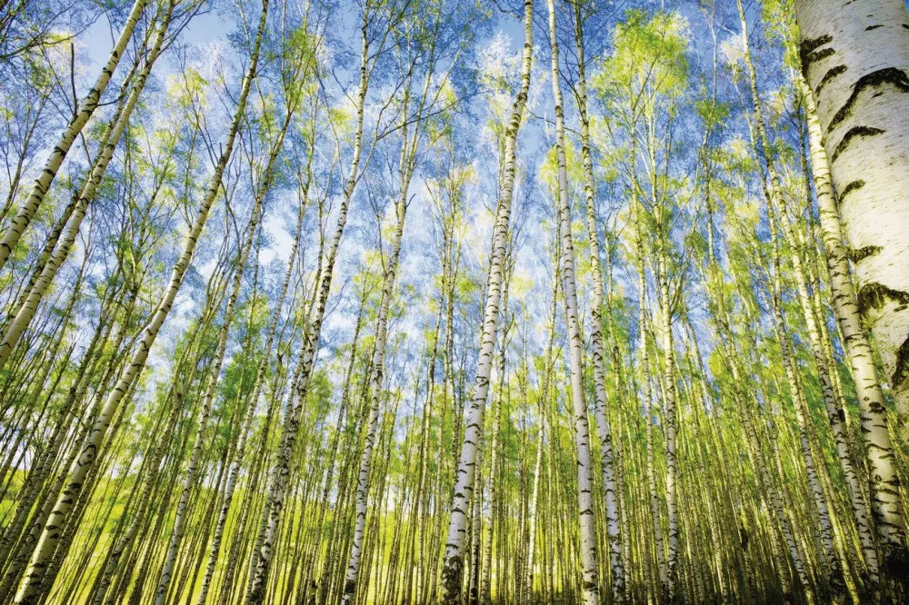 Birch grove