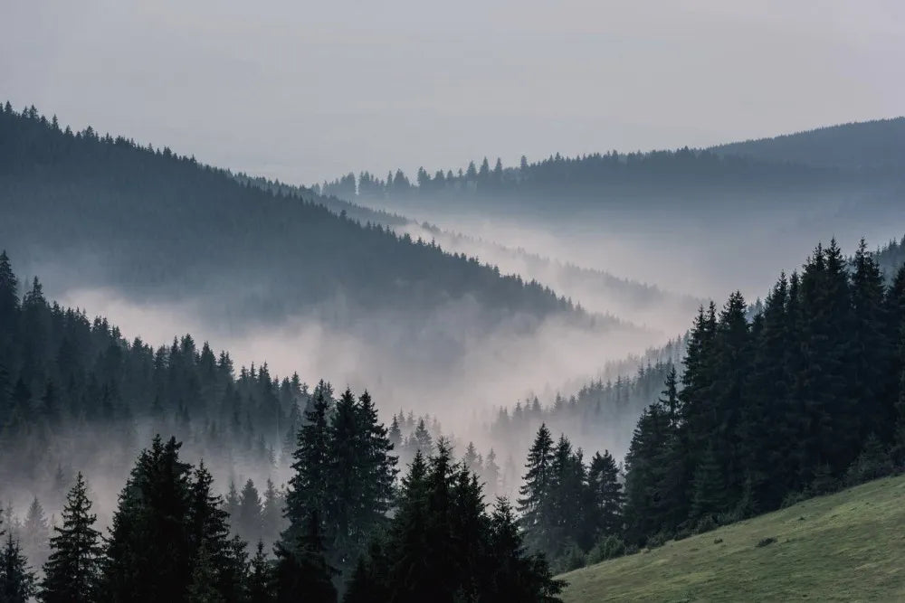 Fog over the forest