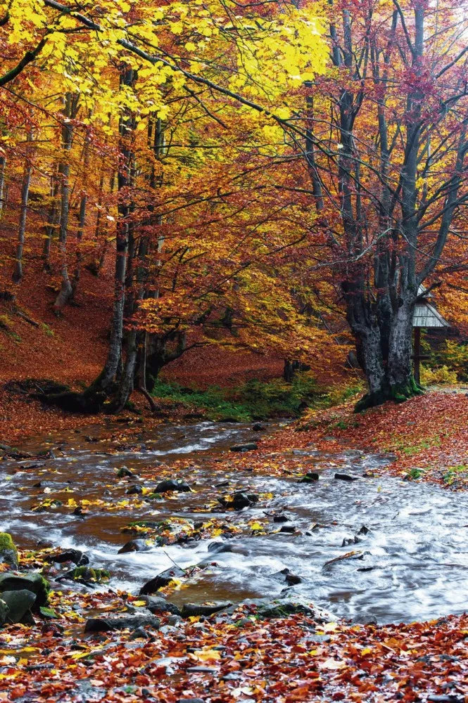 Forest river