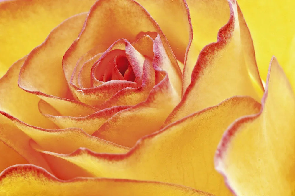 Yellow Rose 2