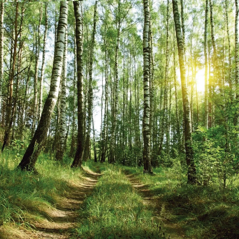 Road in the forest