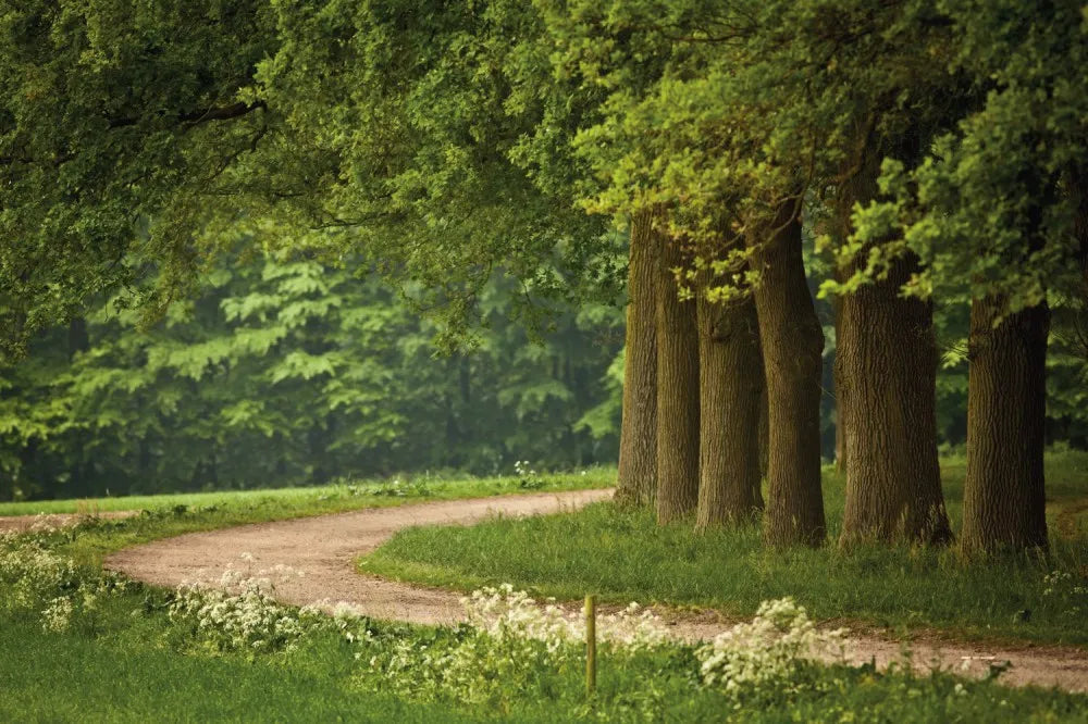 Road in the forest