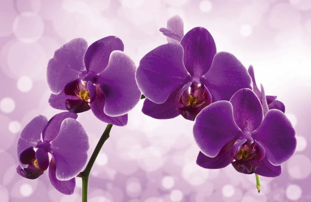 Orchid