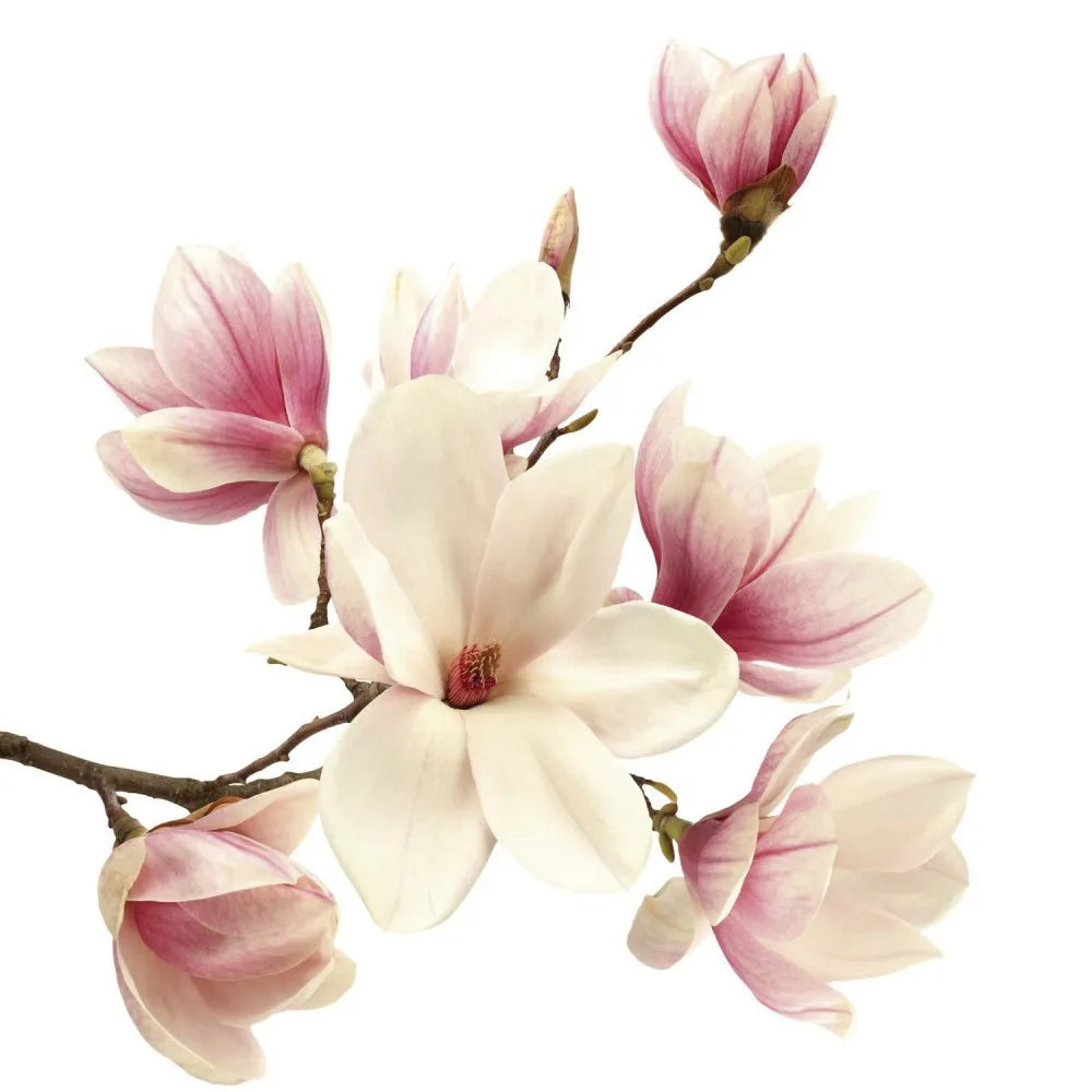 Magnolia