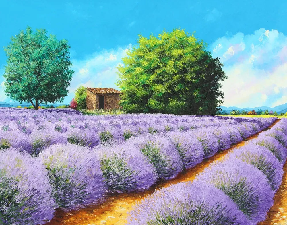 Lavender field