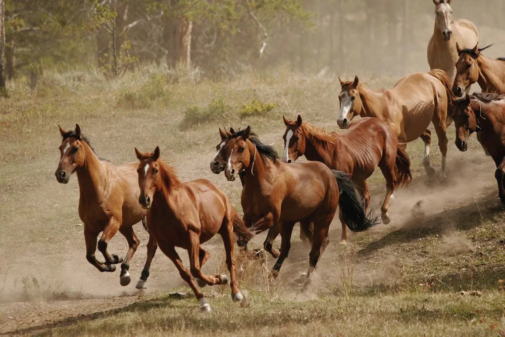 Running horses