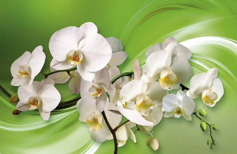 Orchids 3D