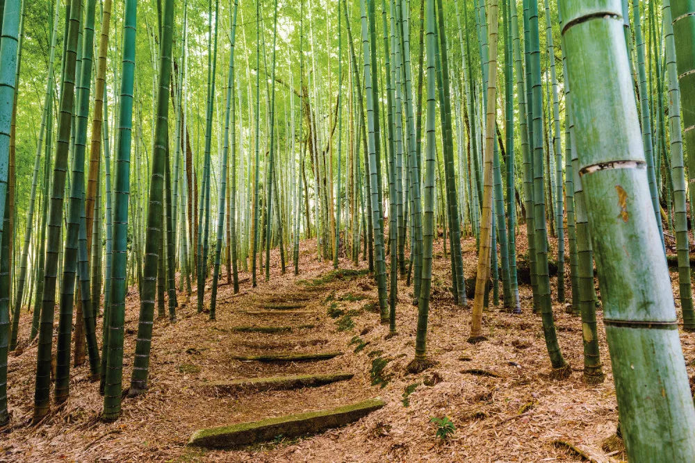 Trail in a bamboo forest
