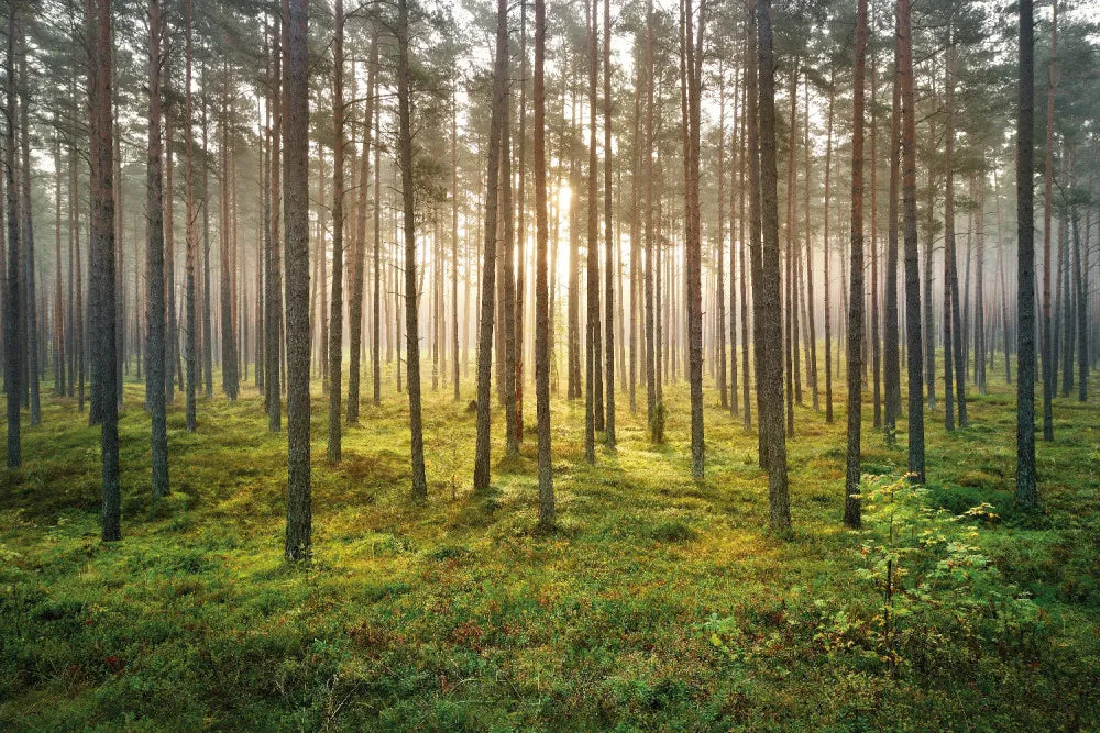 Coniferous forest