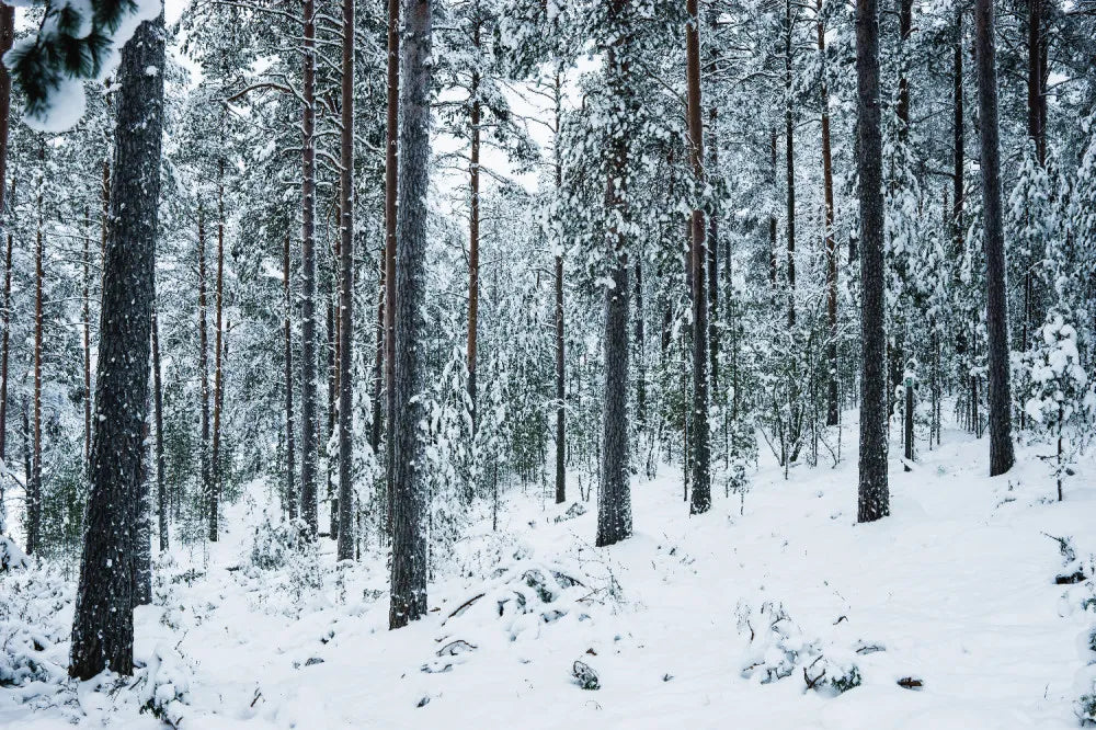 Winter forest