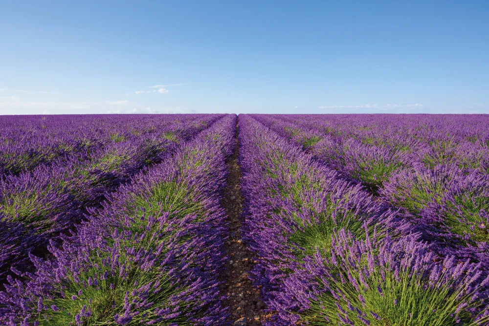 Lavender field