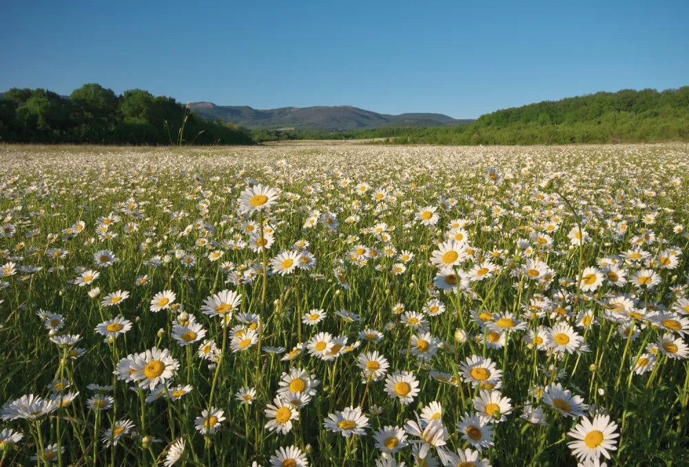 Chamomile field