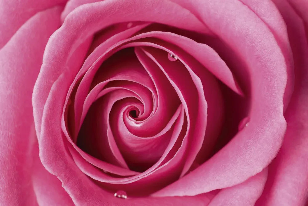 Rose bud