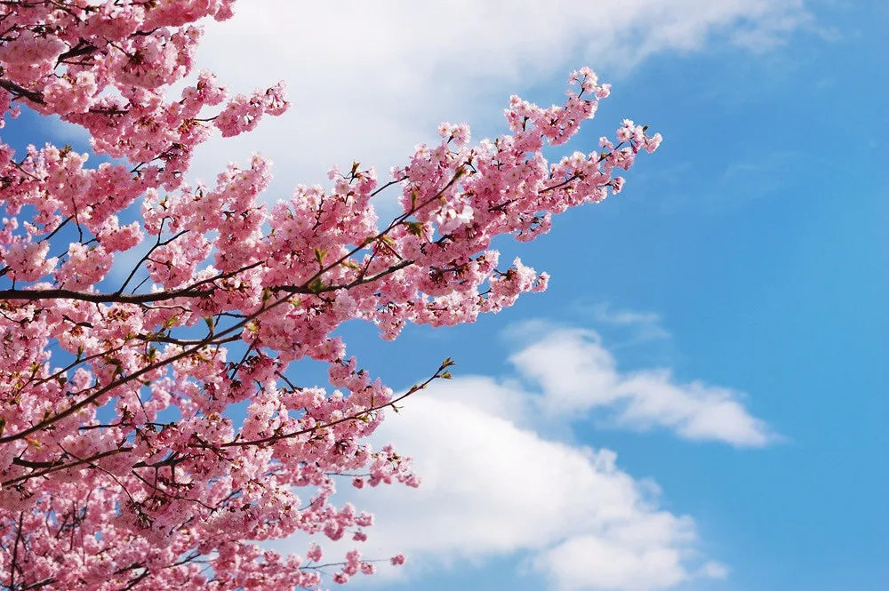 Sakura against the sky