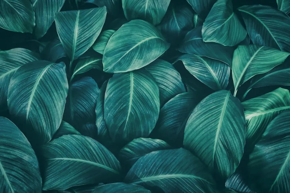Leaves tropical pattern