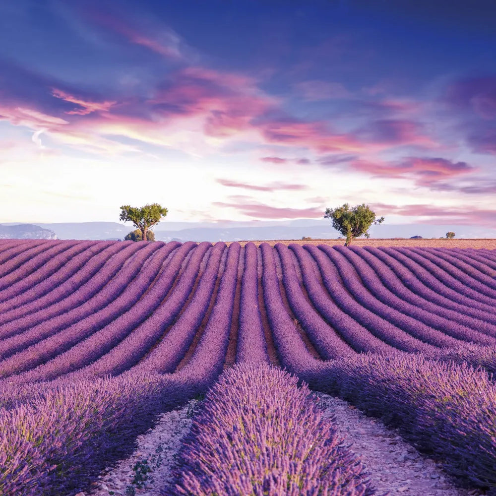 Lavender field