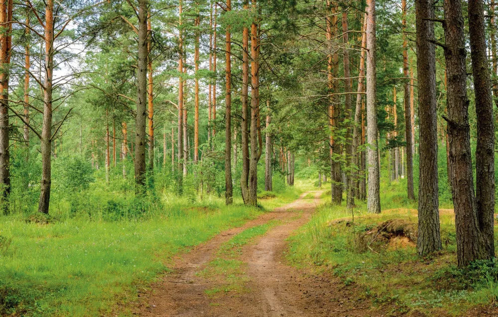 Road in the coniferous forest