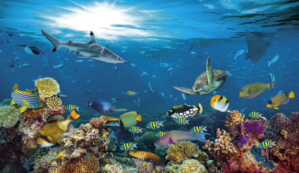 Fish in the ocean