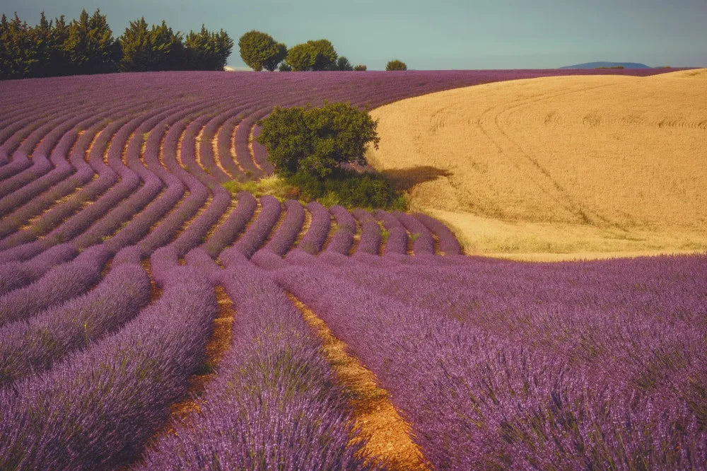 Lavender field